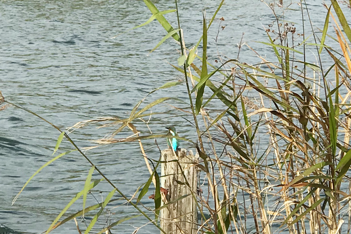 琵琶湖へバス釣り-北湖-奥琵琶湖でカワセミ